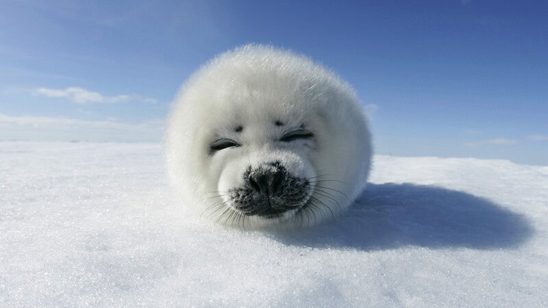 Adorable baby seal on ice