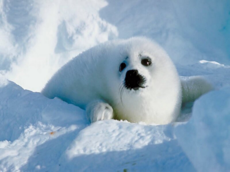 Adorable baby seal on ice