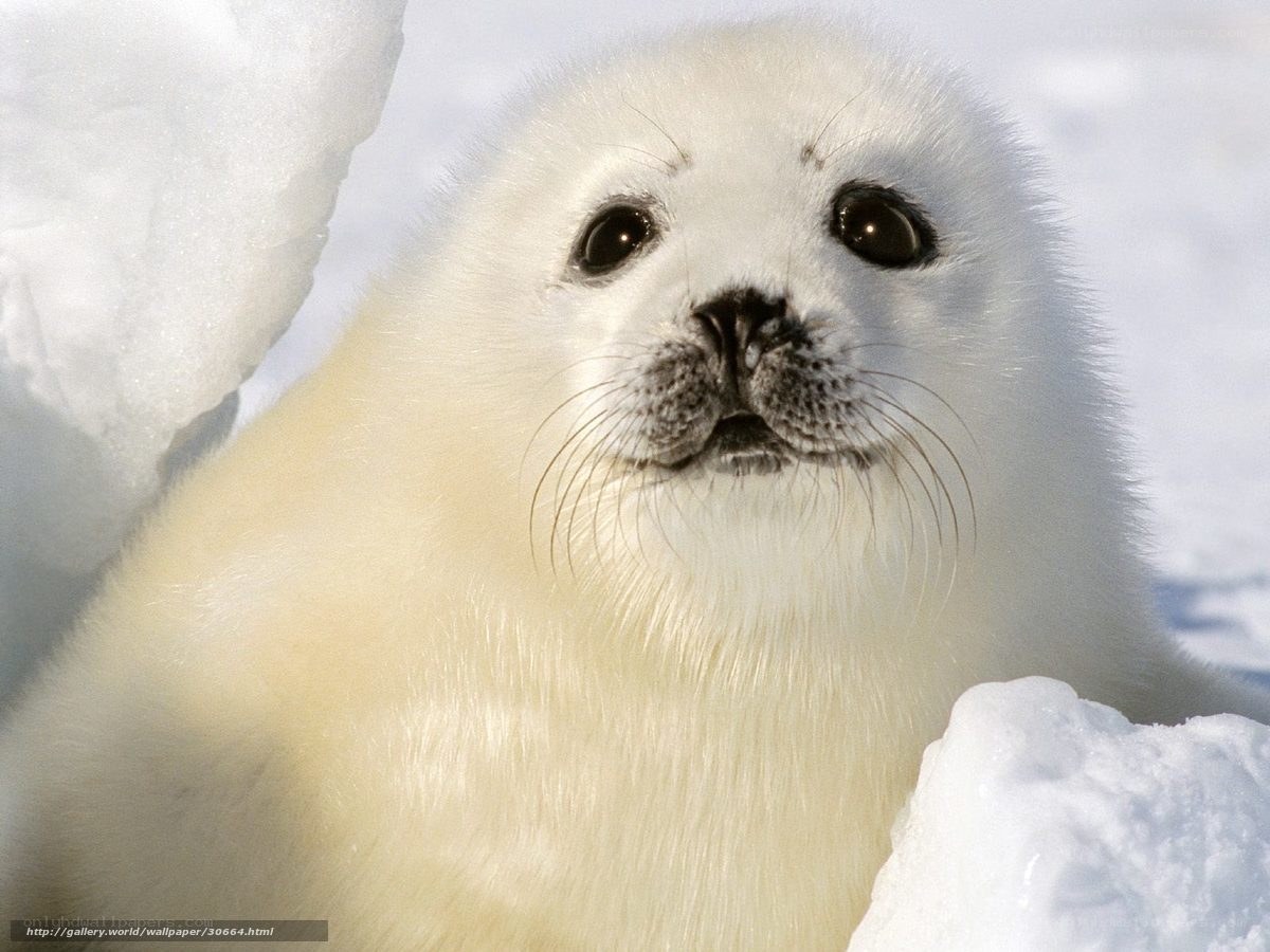 Adorable baby seal on ice