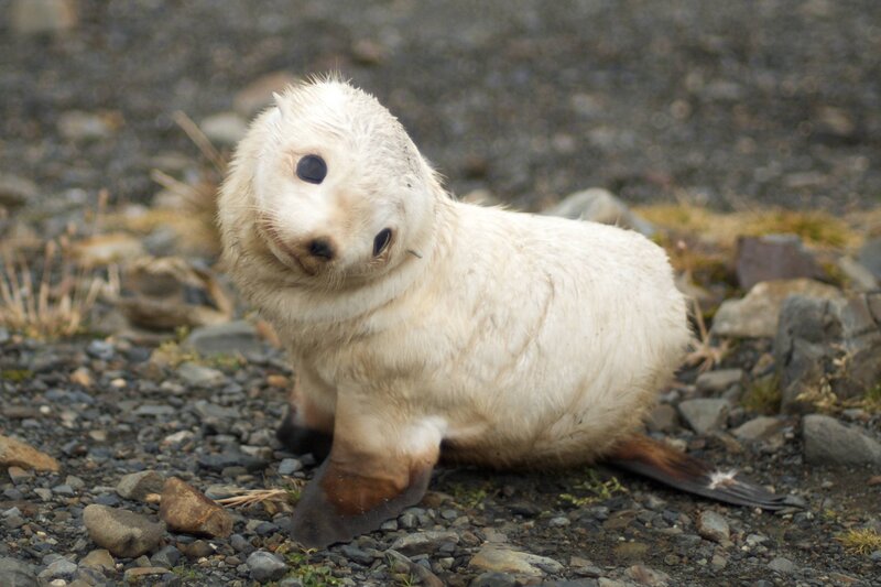 Adorable baby seal on pebbles