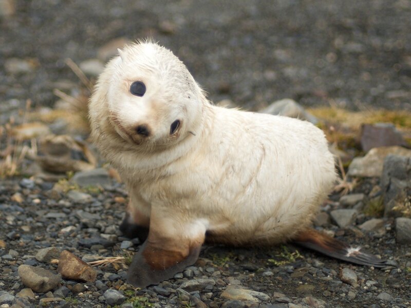 Adorable baby seal on pebbles