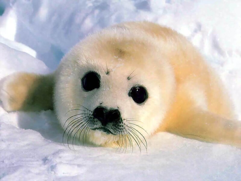 Adorable baby seal on snow