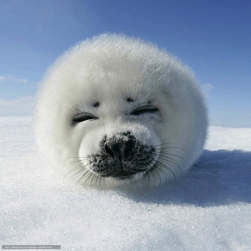 Adorable baby seal on snow