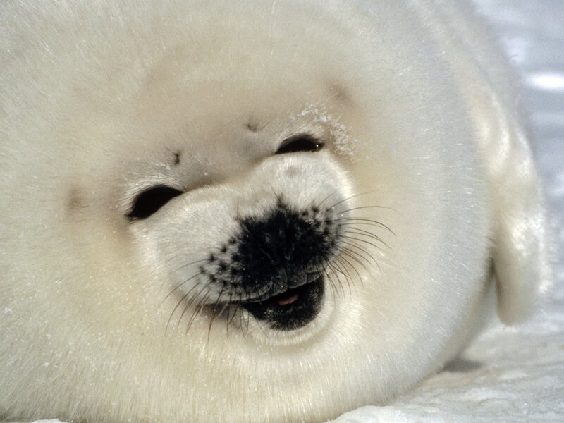 adorable baby seal pup
