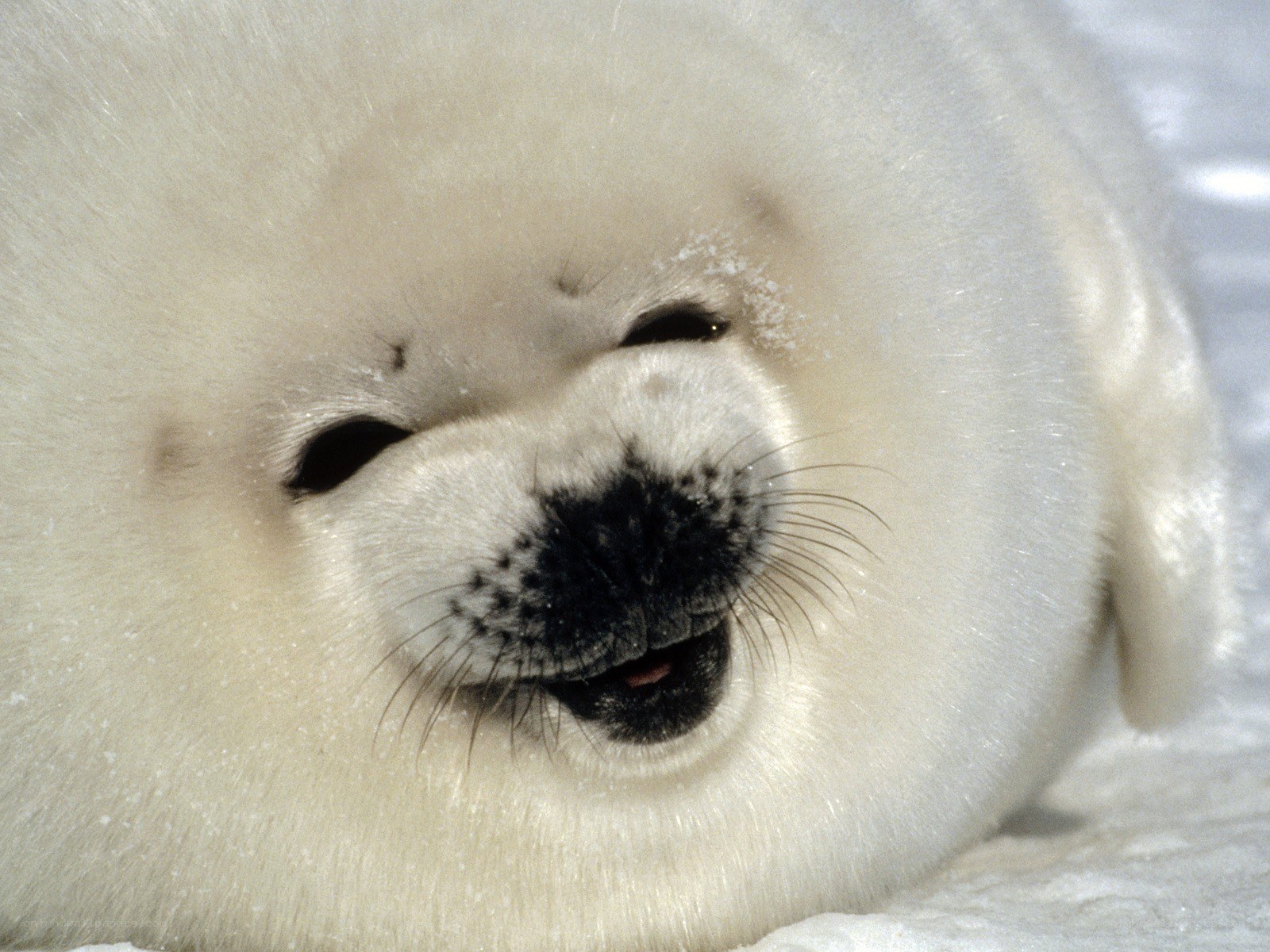 adorable baby seal pup
