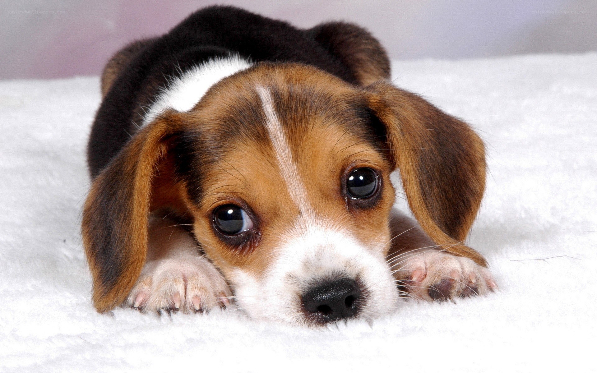adorable beagle puppy
