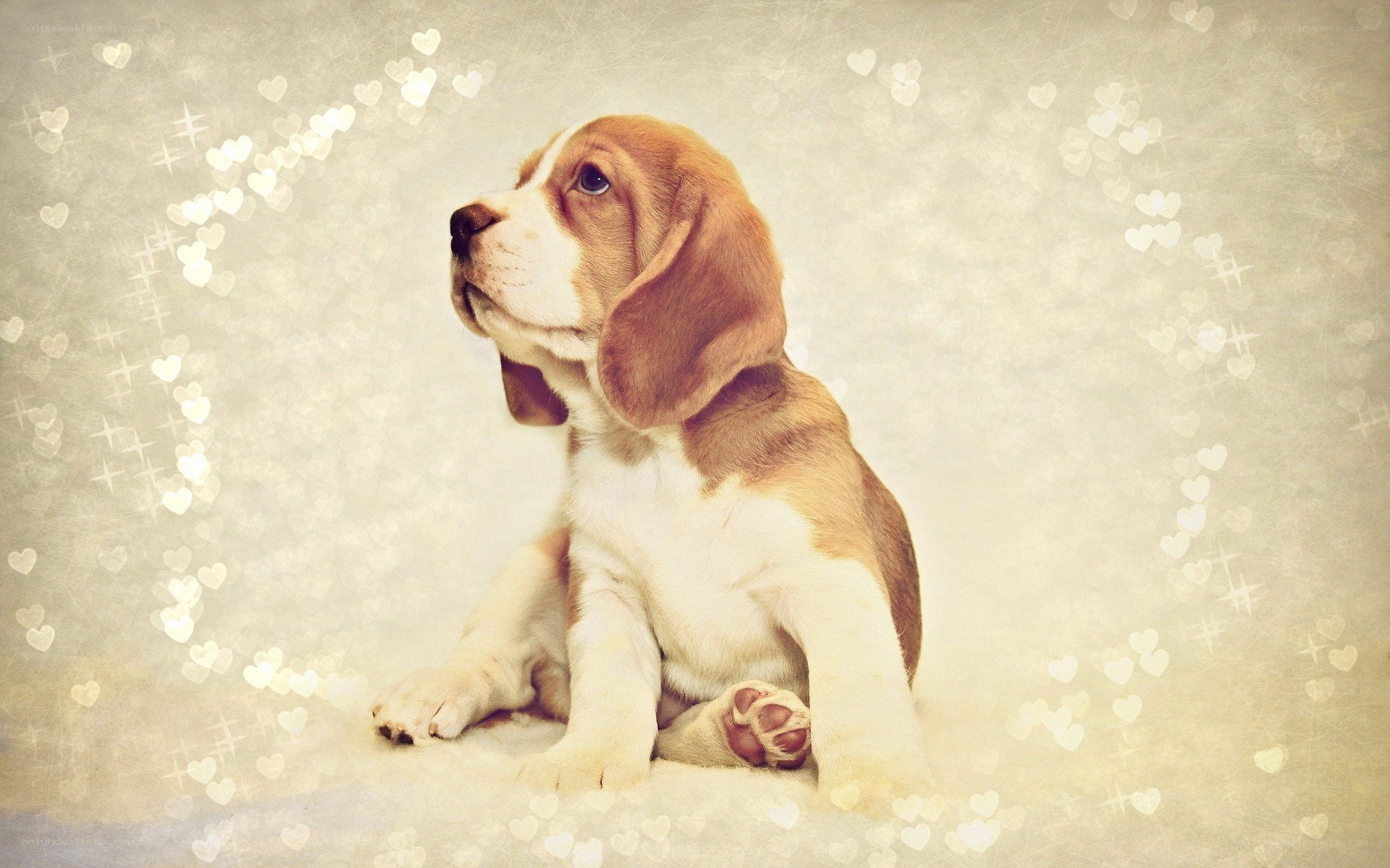 adorable beagle puppy