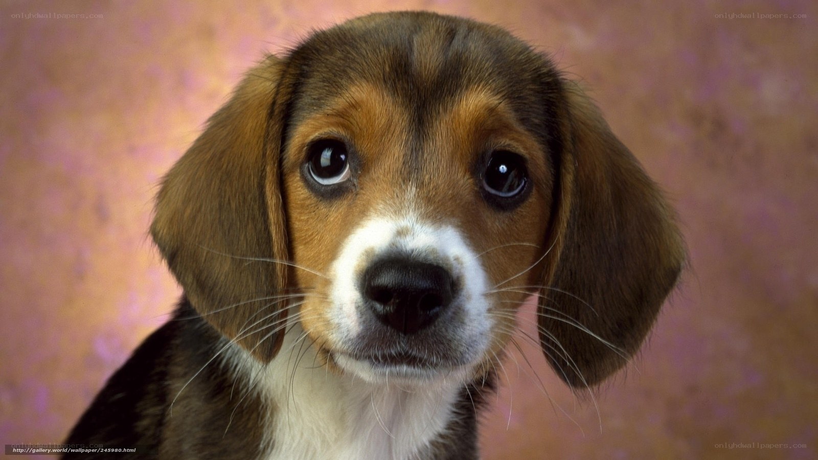 adorable beagle puppy