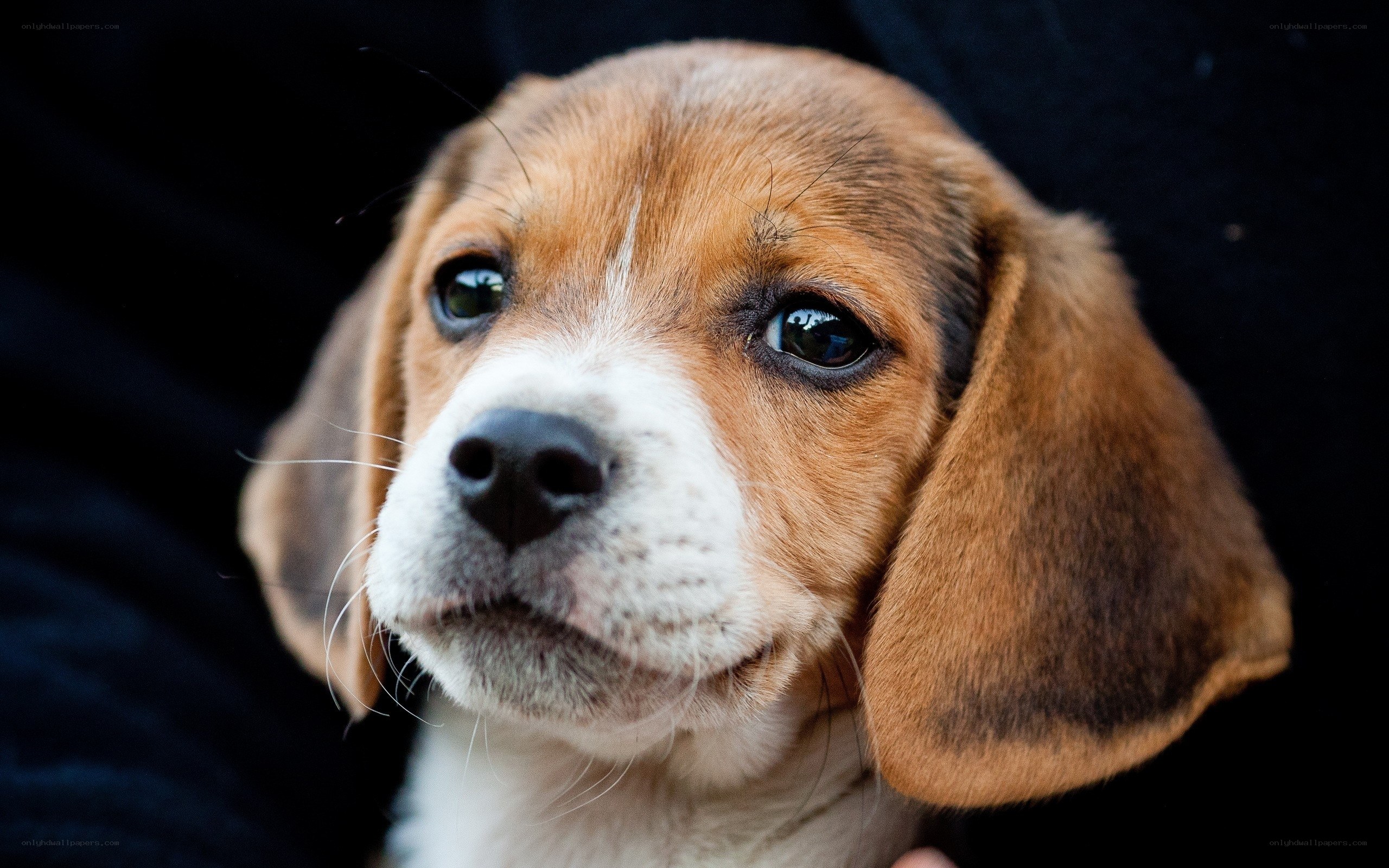adorable beagle puppy