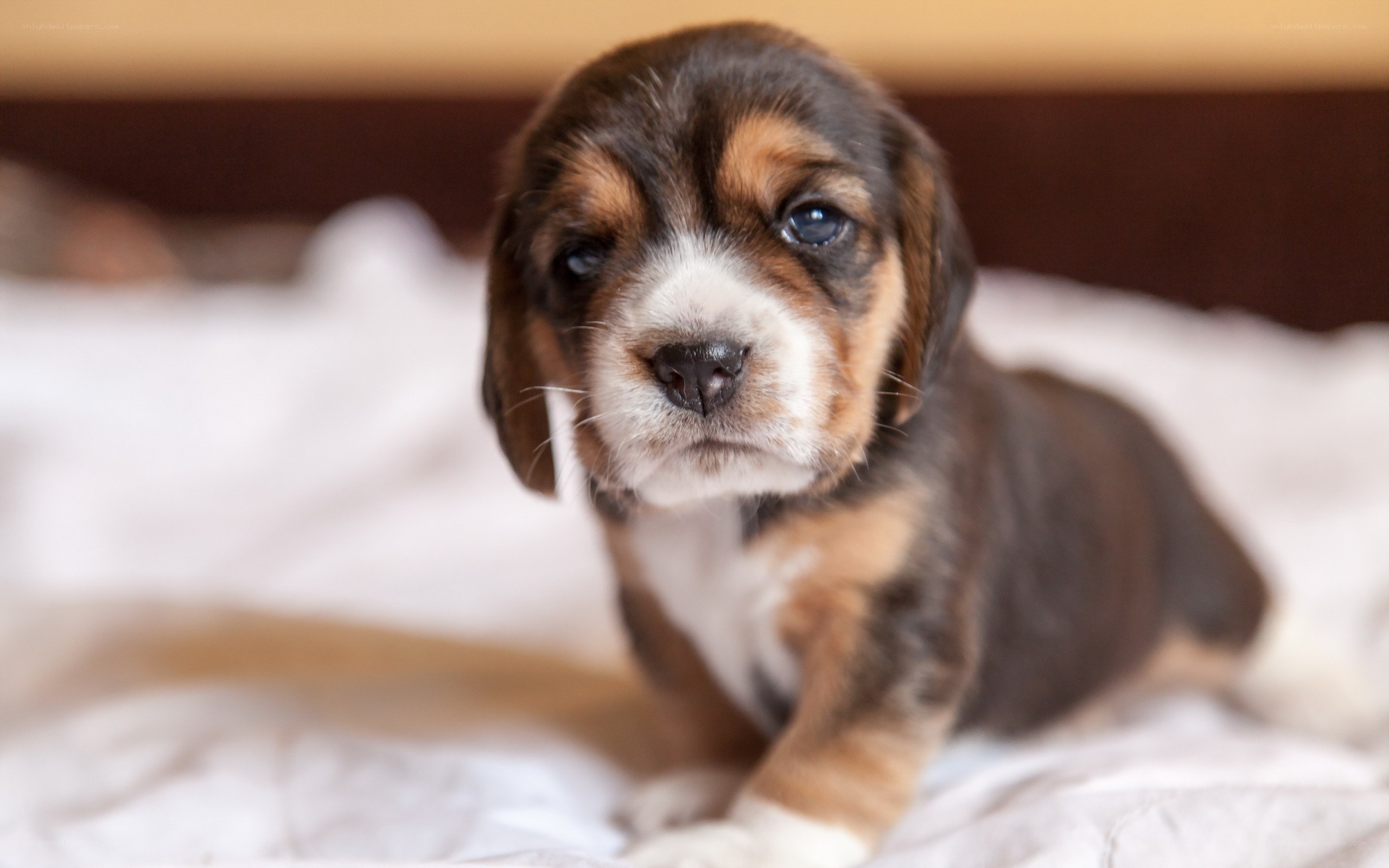adorable beagle puppy
