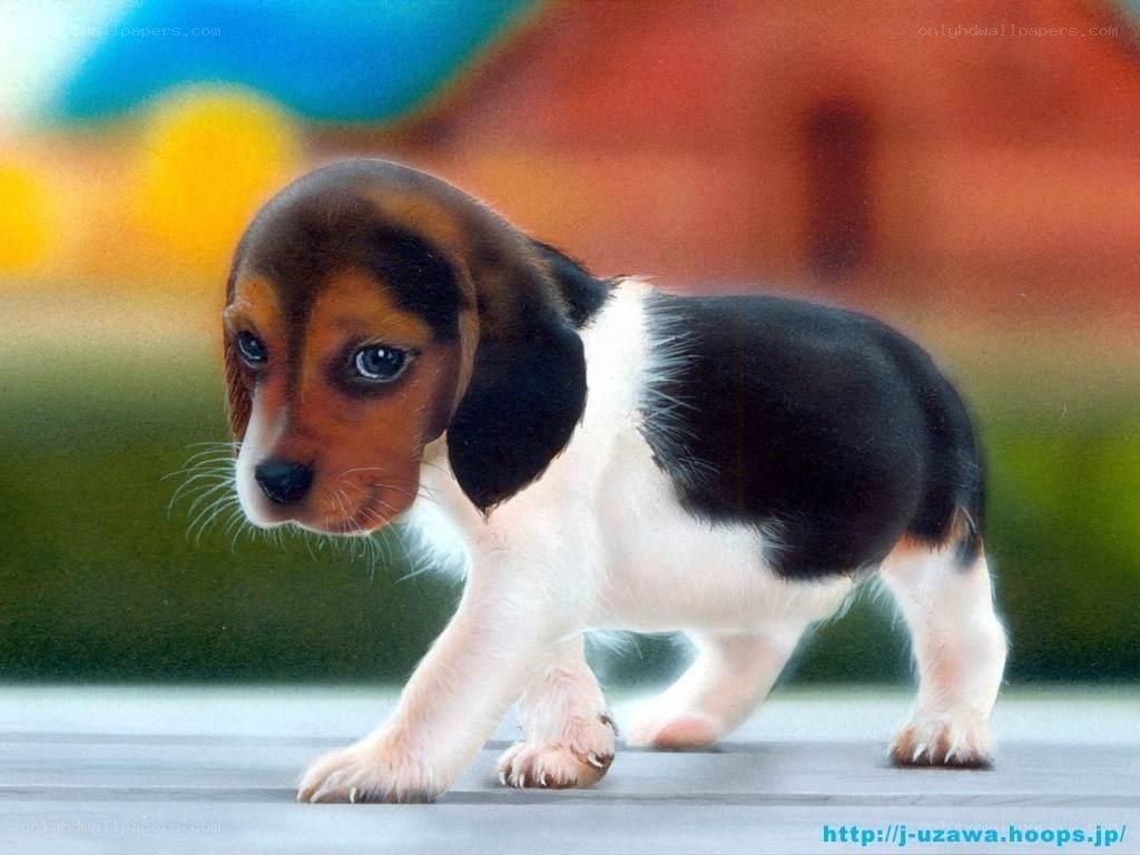Adorable beagle puppy