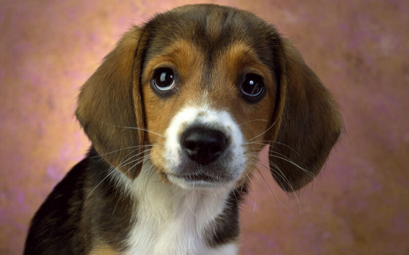 adorable beagle puppy