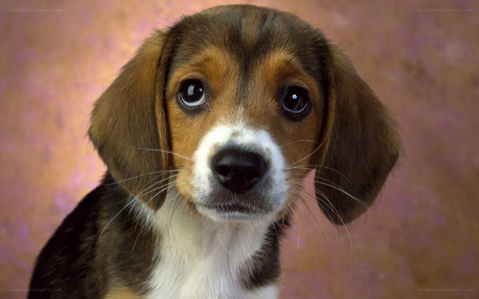 adorable beagle puppy