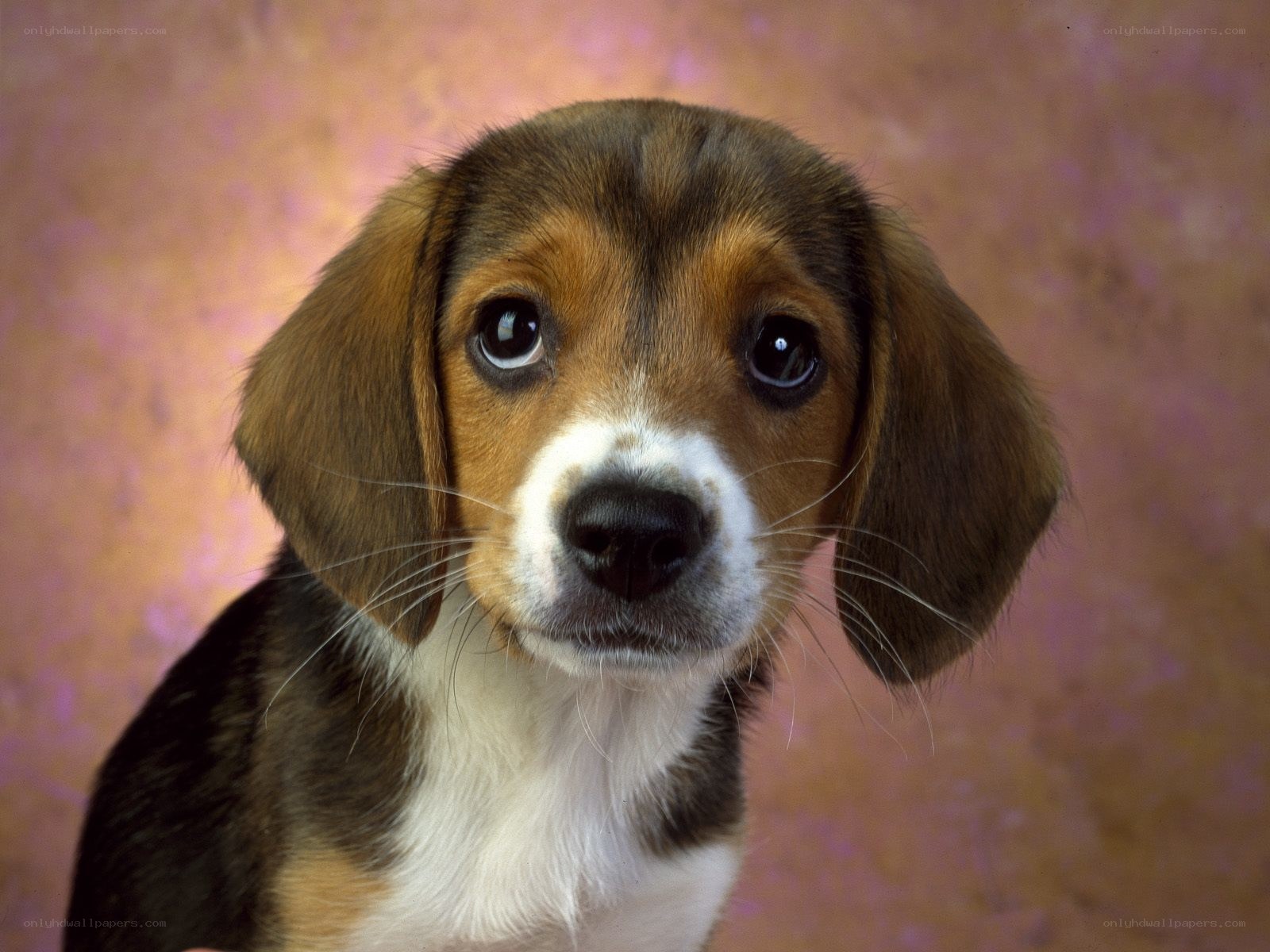 adorable beagle puppy