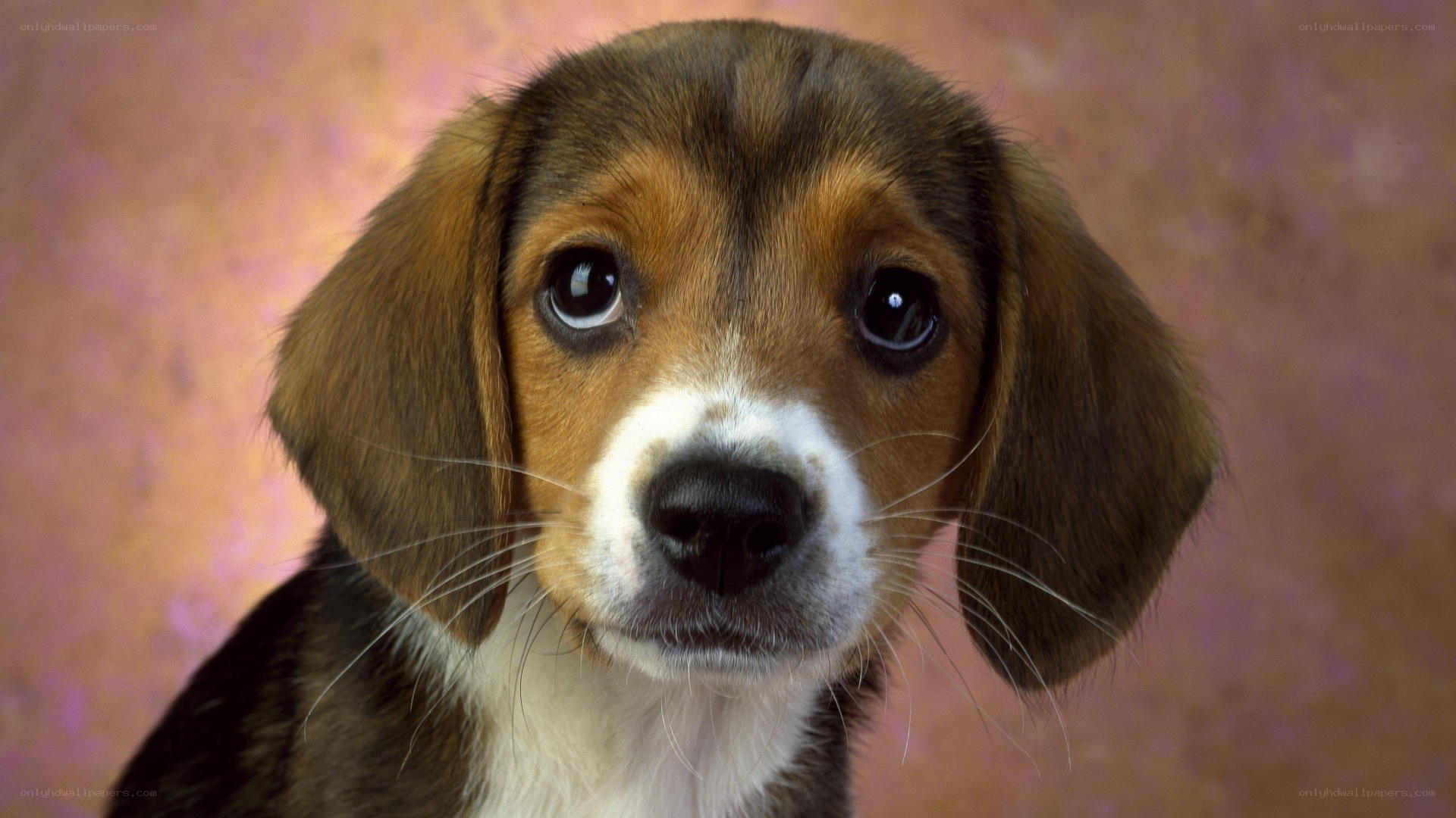 adorable beagle puppy