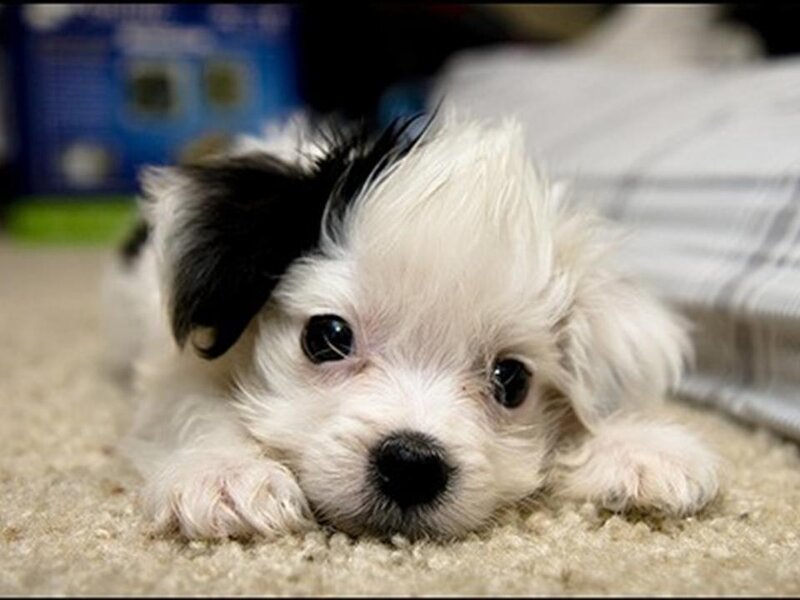 adorable black and white puppy