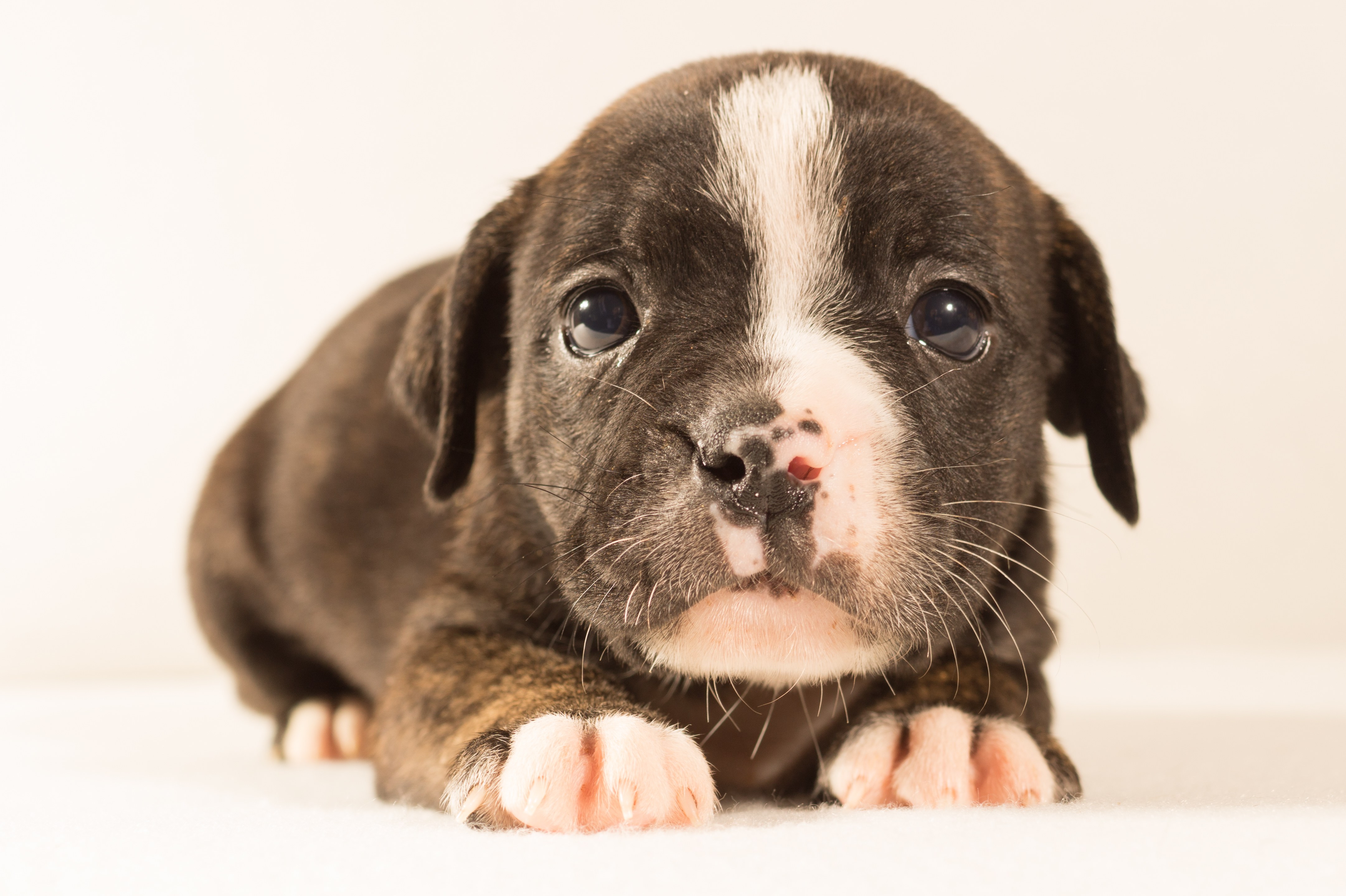 Adorable black and white puppy