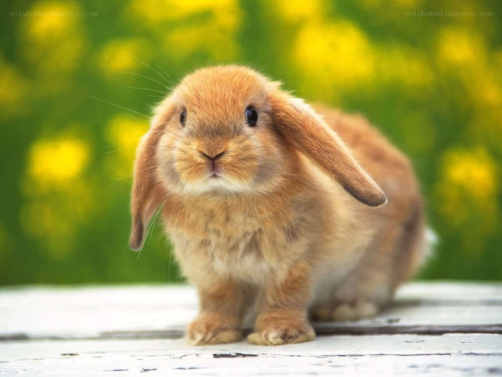 adorable brown bunny rabbit