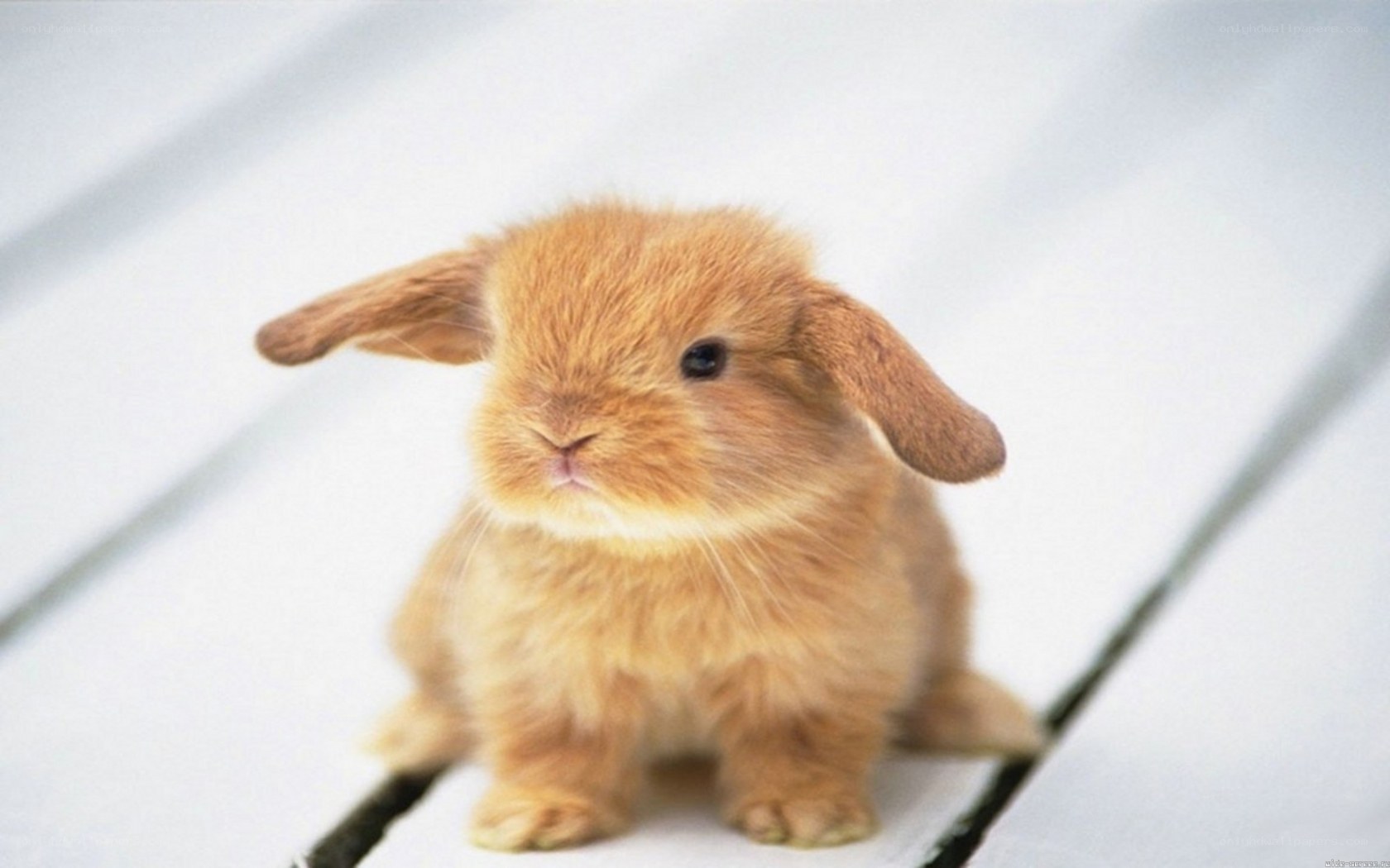 adorable brown bunny rabbit
