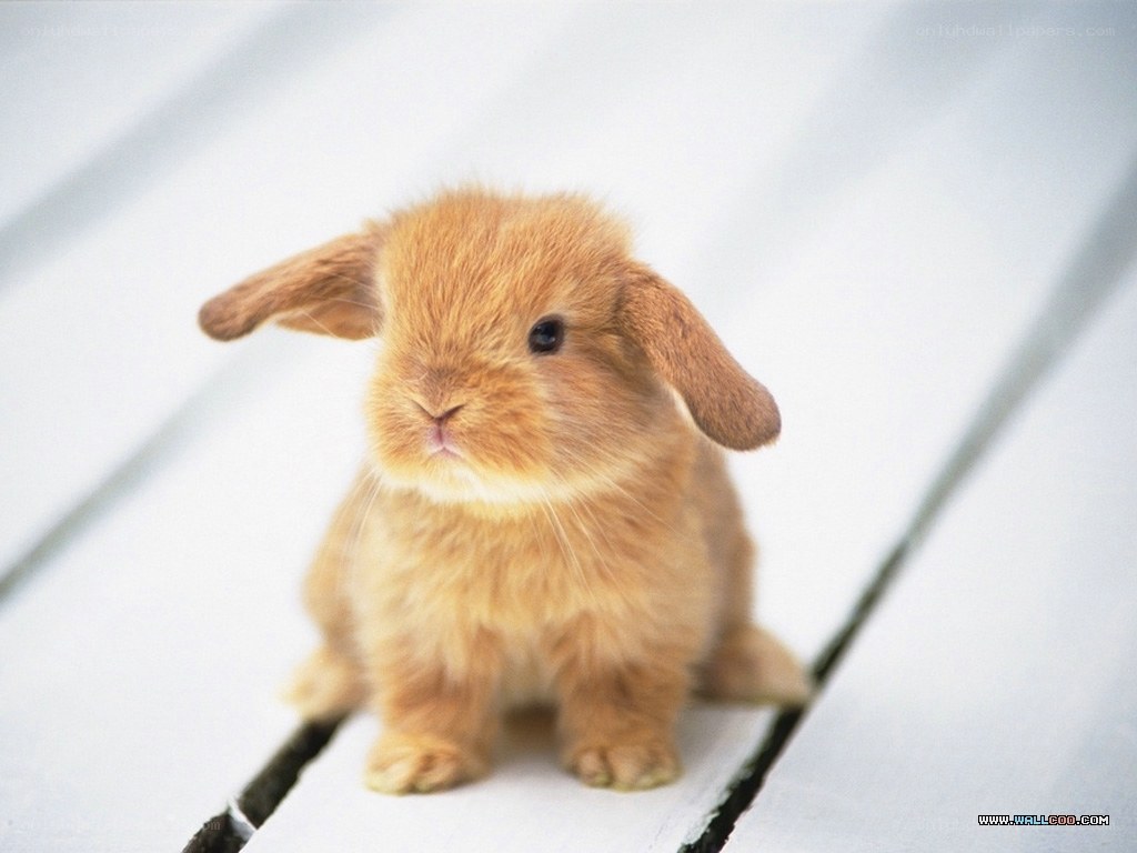 adorable brown bunny rabbit