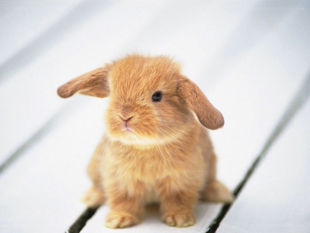 adorable brown bunny rabbit