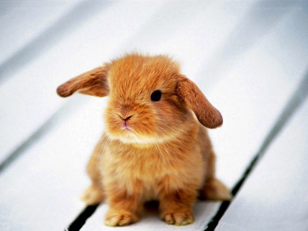 adorable brown bunny rabbit