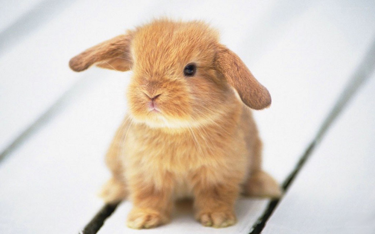 adorable brown bunny rabbit