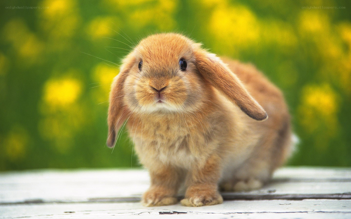 adorable brown bunny