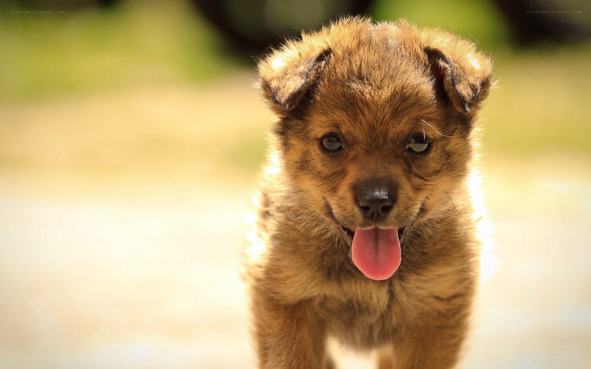 adorable brown puppy