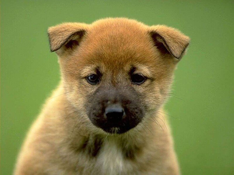 adorable brown puppy