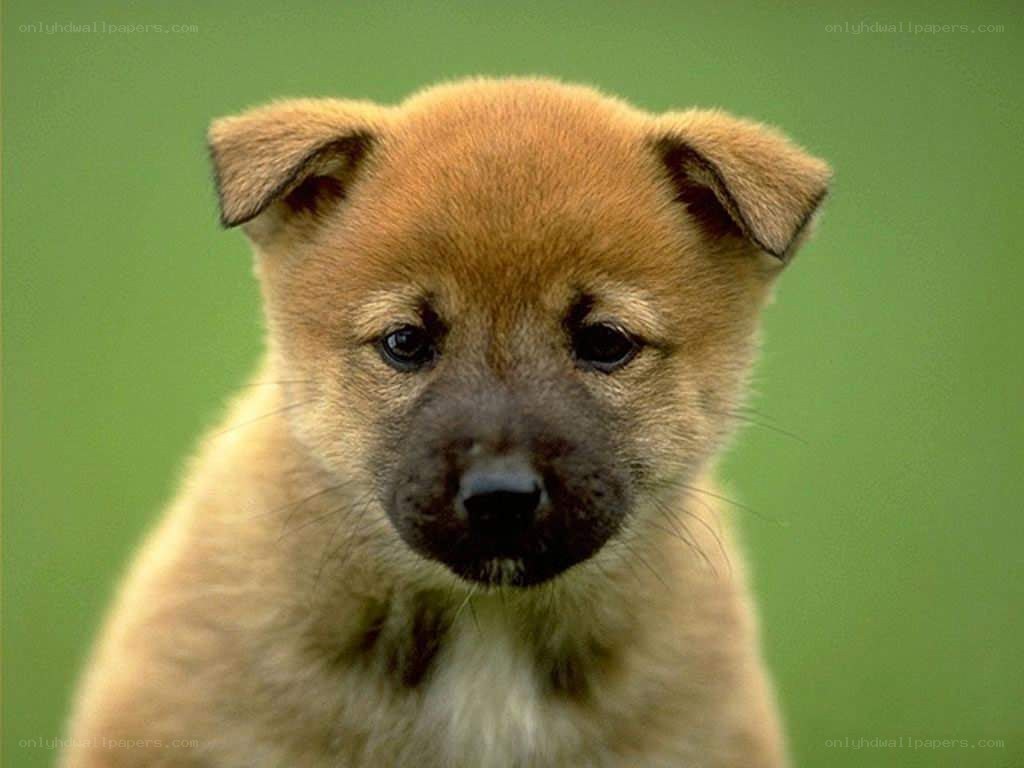 adorable brown puppy