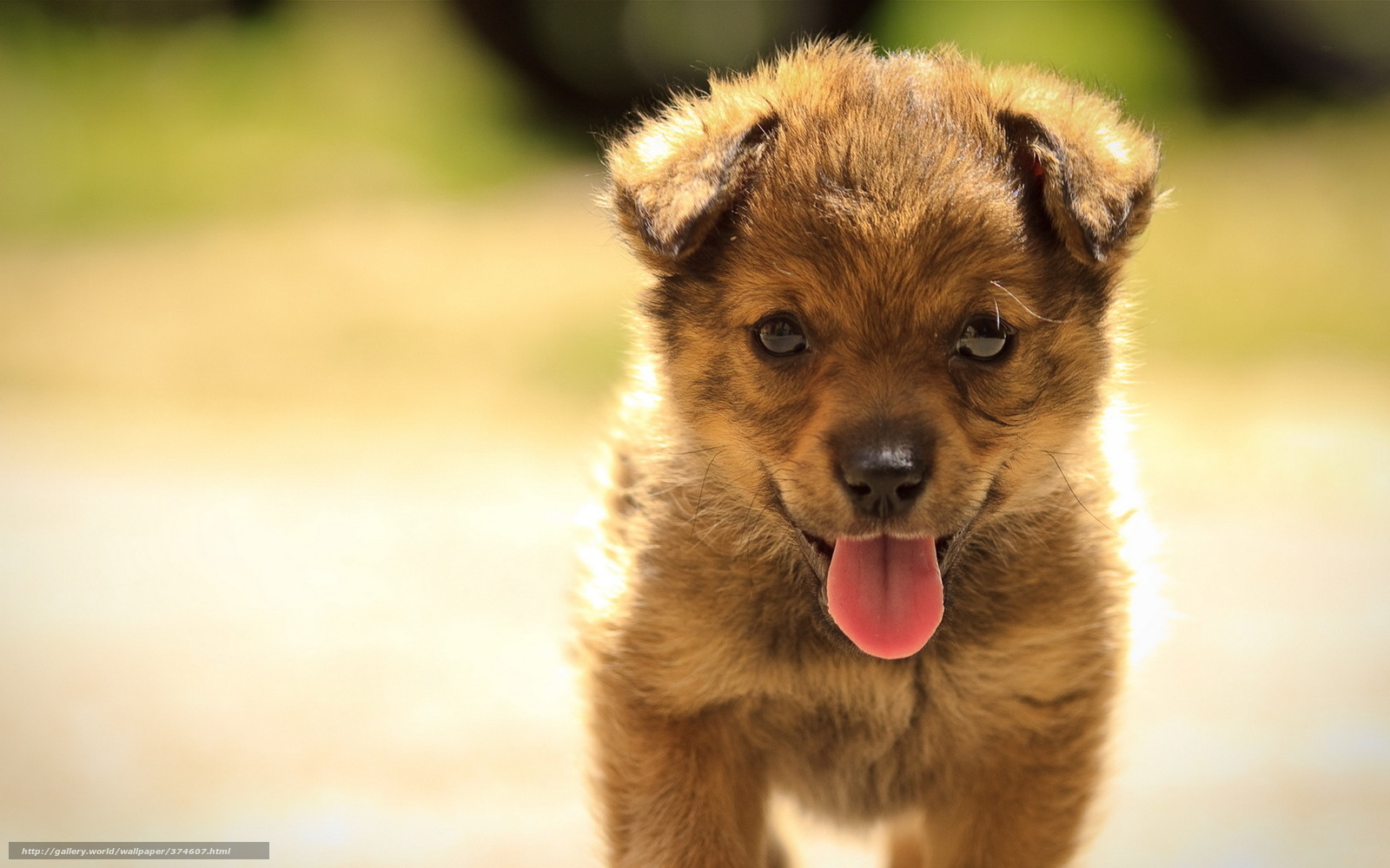 adorable brown puppy