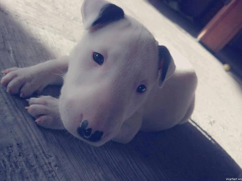 adorable bull terrier puppy