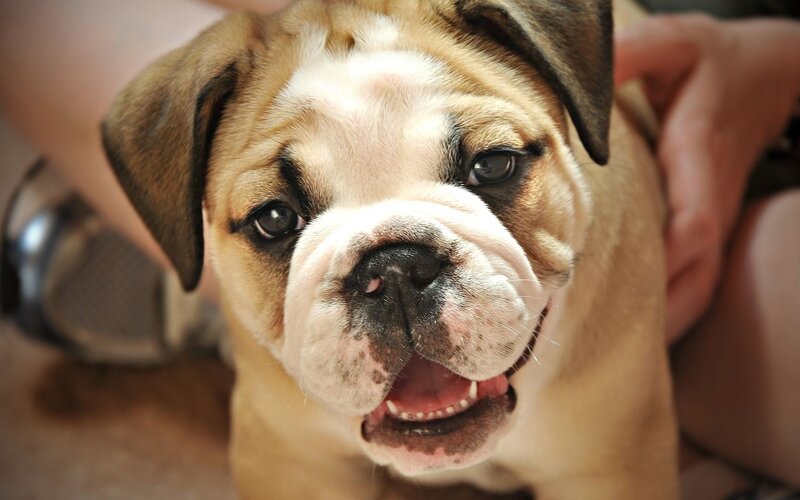 adorable bulldog puppy