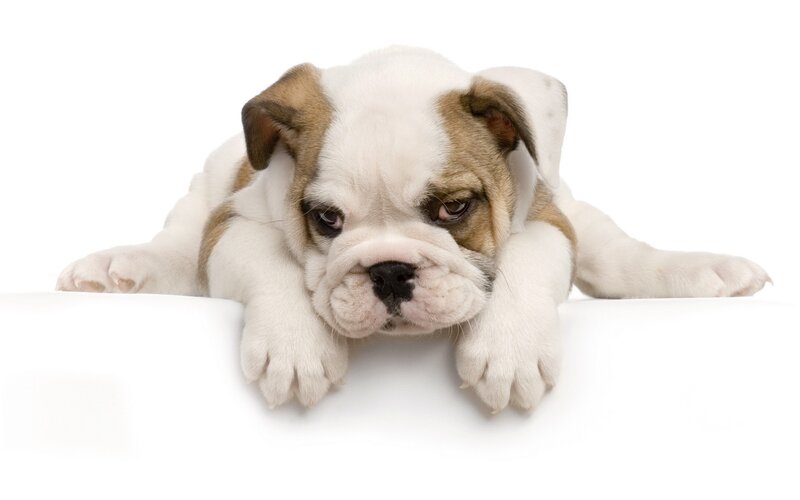 adorable bulldog puppy