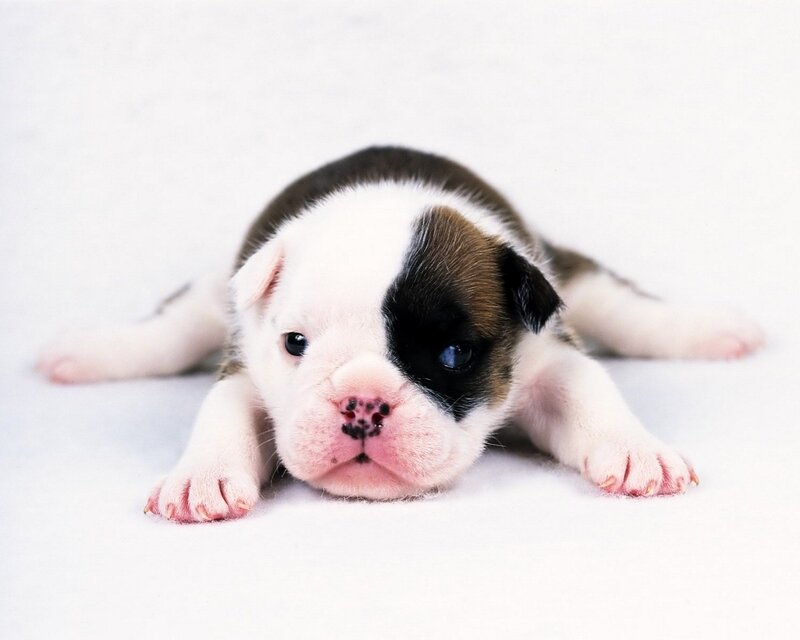 adorable bulldog puppy
