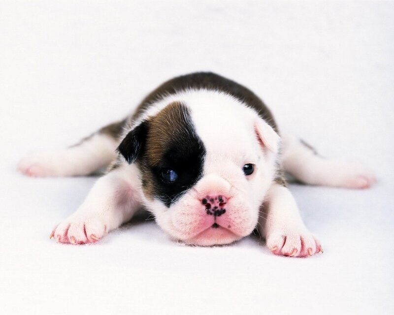 adorable bulldog puppy