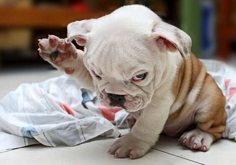 adorable bulldog puppy