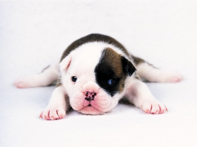adorable bulldog puppy