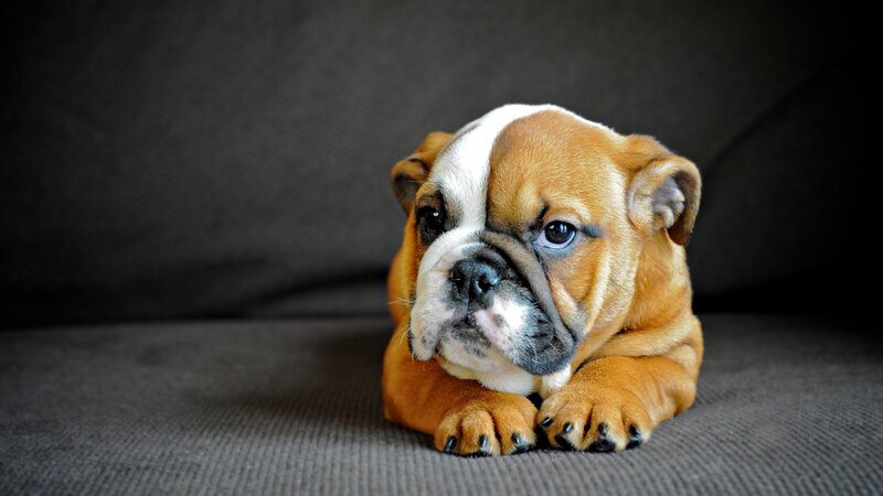 adorable bulldog puppy