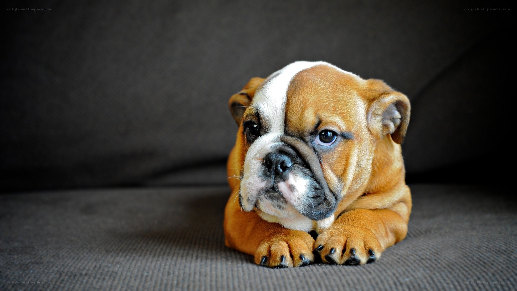 adorable bulldog puppy