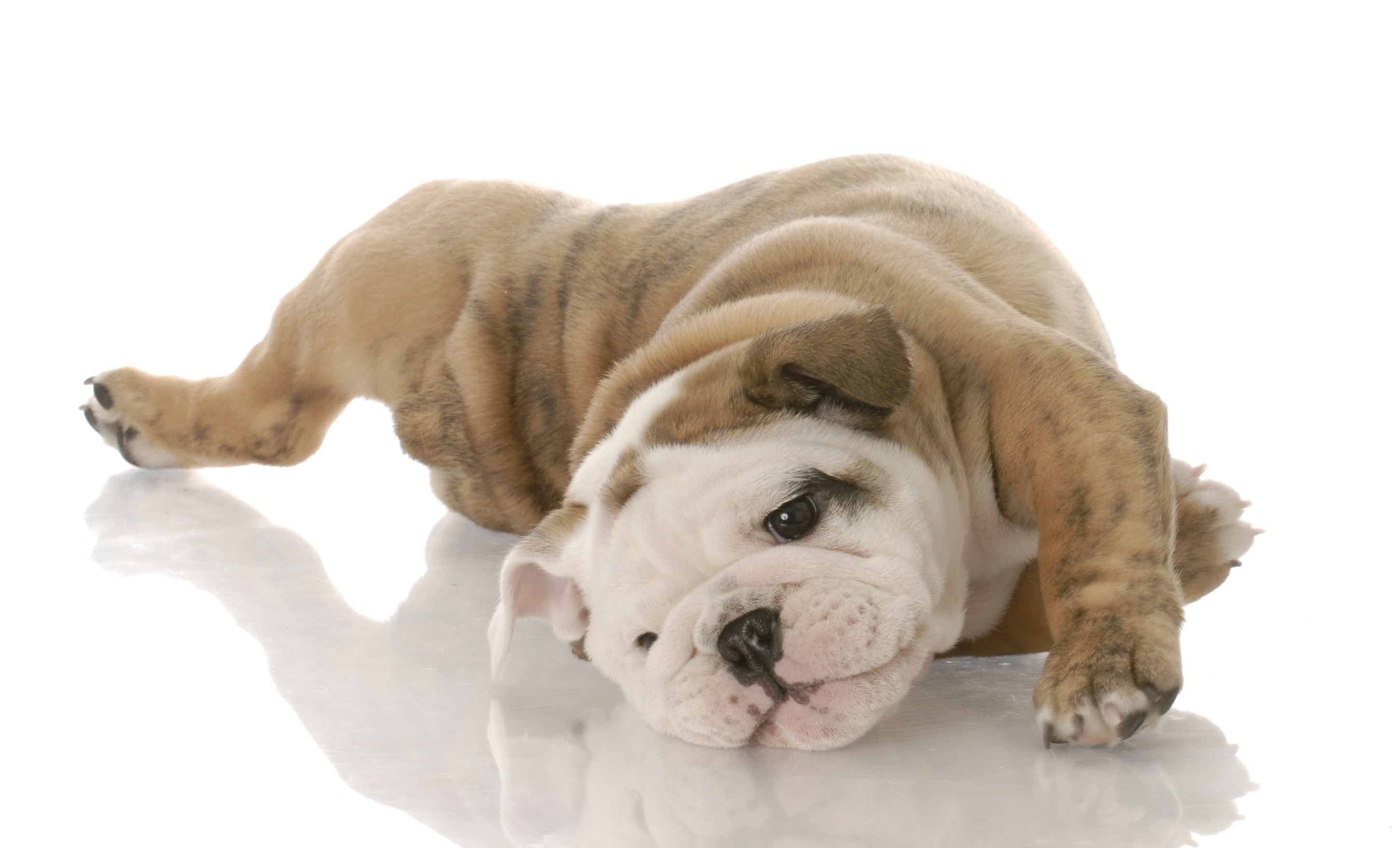adorable bulldog puppy lying down