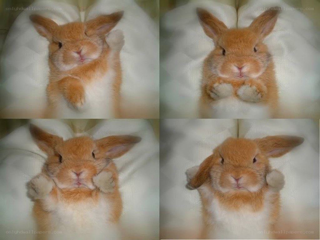 adorable bunny in four poses