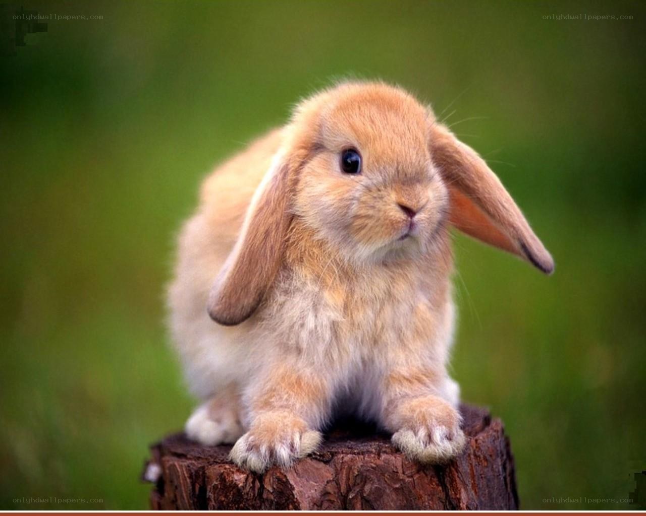 adorable bunny on a stump