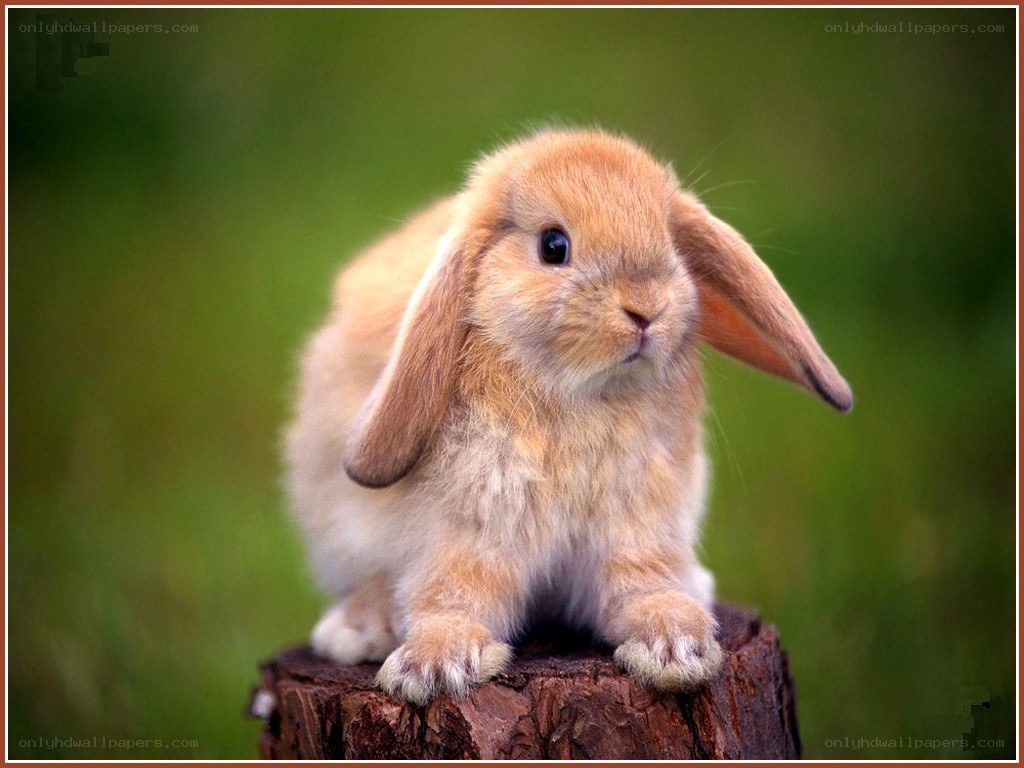 adorable bunny on a stump