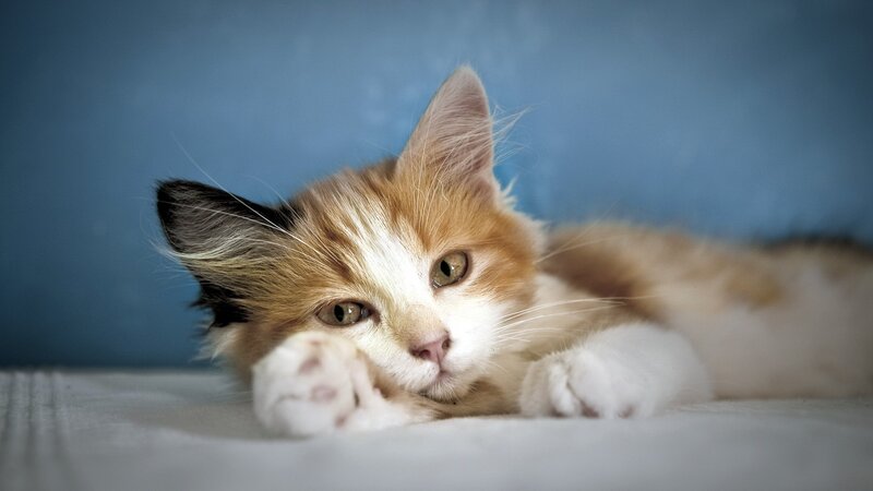 adorable calico kitten