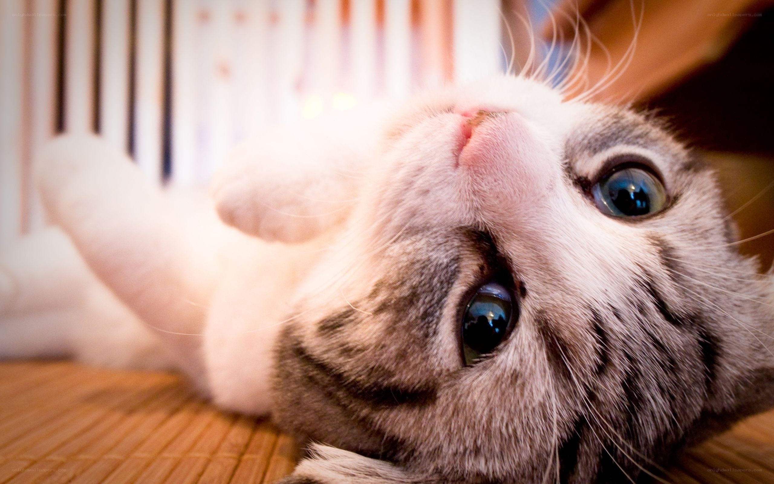 adorable cat looking up