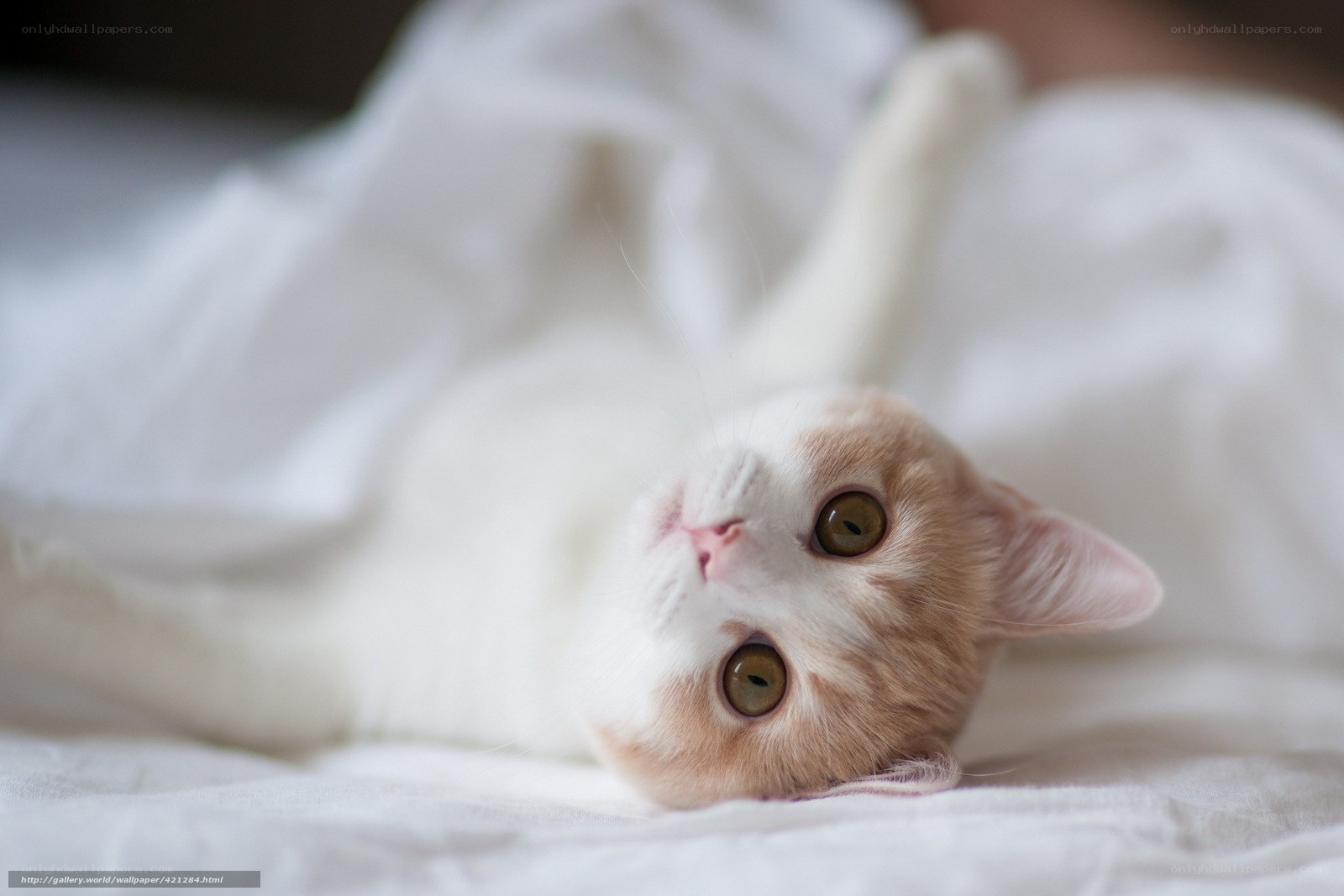 adorable cat lying on back