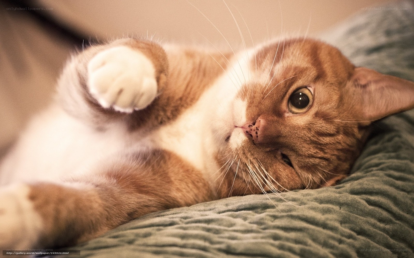 adorable cat lying on back