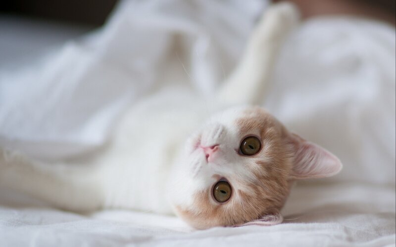 adorable cat lying on its back